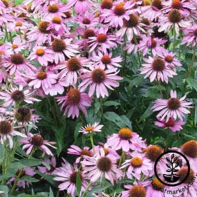 Echinacea Seeds - Bravado