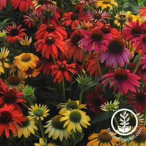 Echinacea Seeds - Cheyenne Spirit
