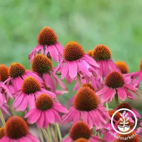 Echinacea Seeds - Magnus