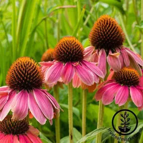 Echinacea Seeds - PowWow Wild Berry