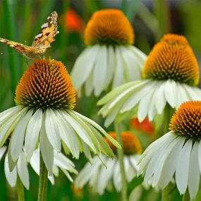 Echinacea Seeds - White Swan