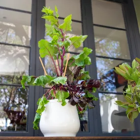 Premium Aluminium Hydroponic Heirloom Planter | Passive Kratky Pot for Easy Plant Care