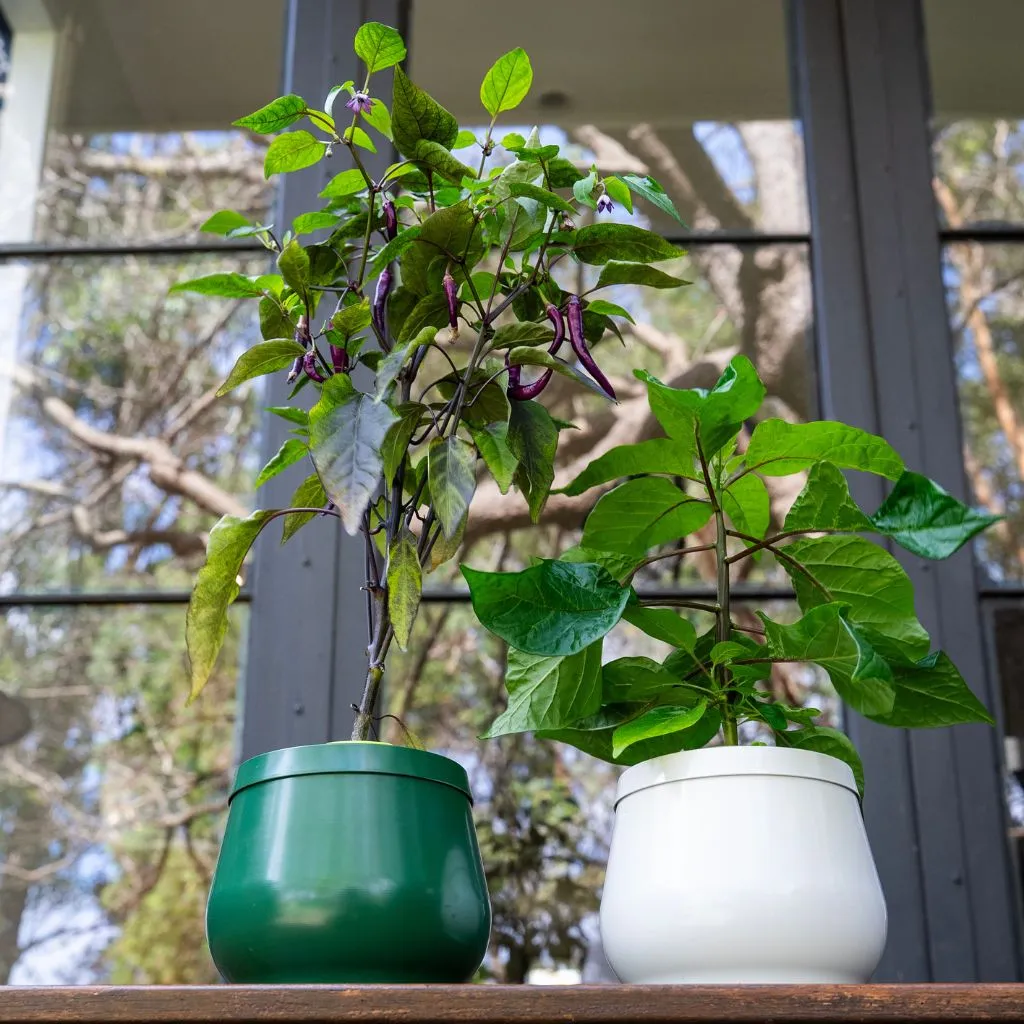 Premium Aluminium Hydroponic Heirloom Planter | Passive Kratky Pot for Easy Plant Care
