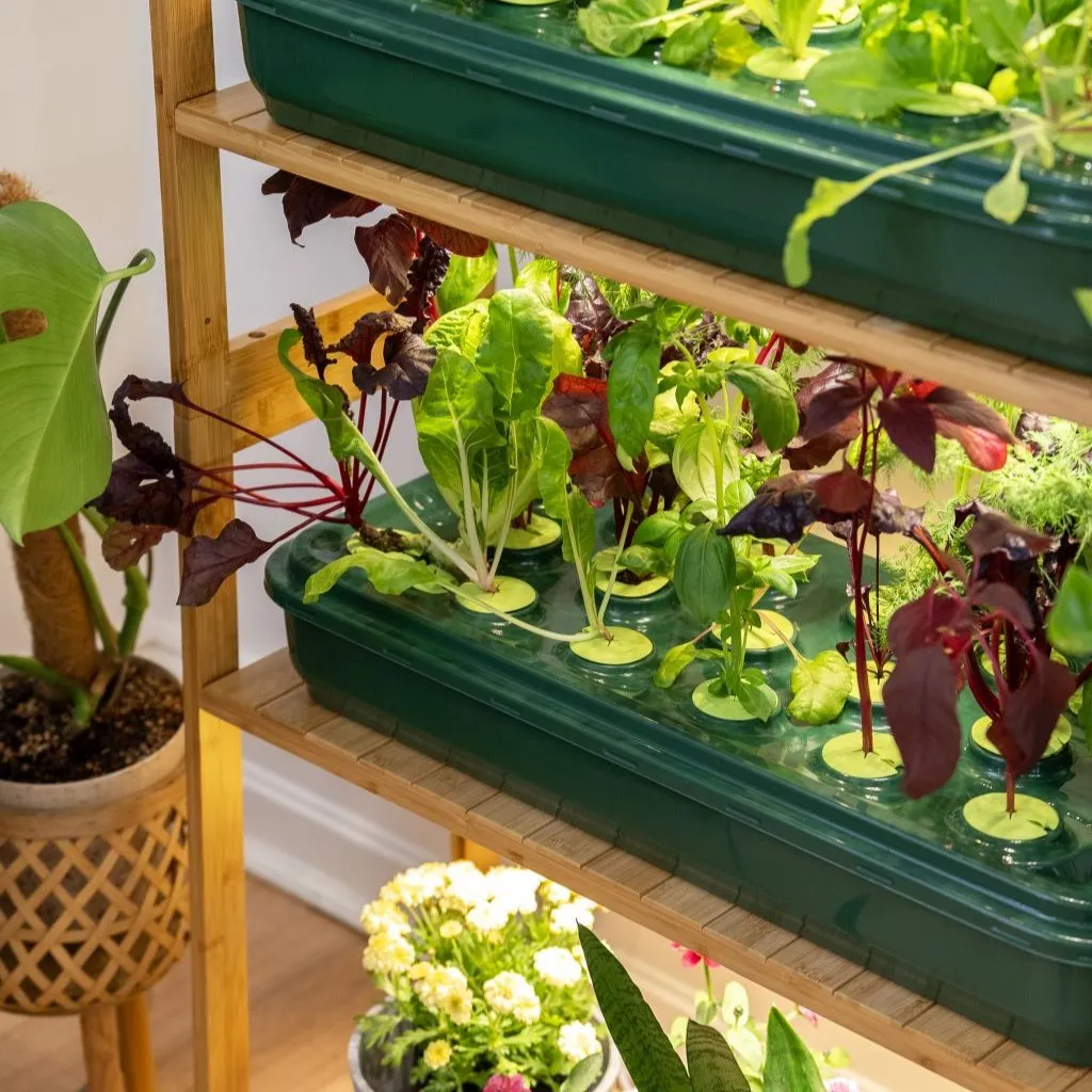 Indestructible* Hydroponic Net Cup with Algae Guard