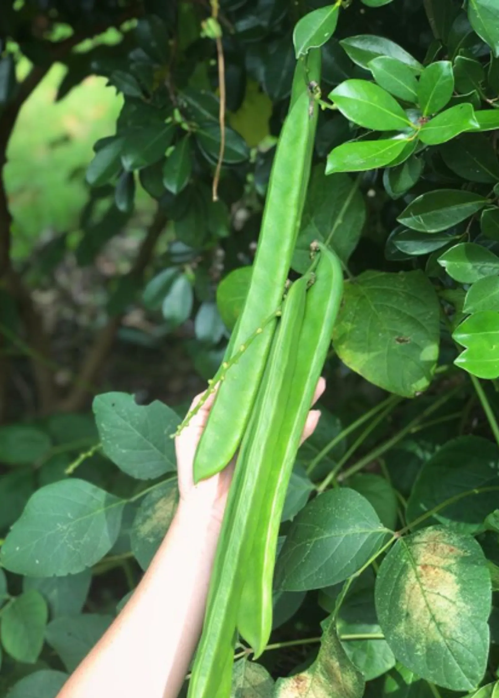 Jackbean (Canavalia ensiformis)