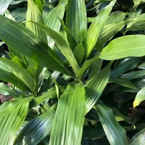 Janet Craig Dracaena