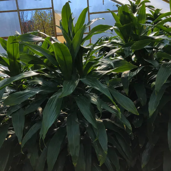 Janet Craig Dracaena