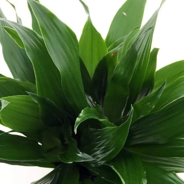 Janet Craig Dracaena