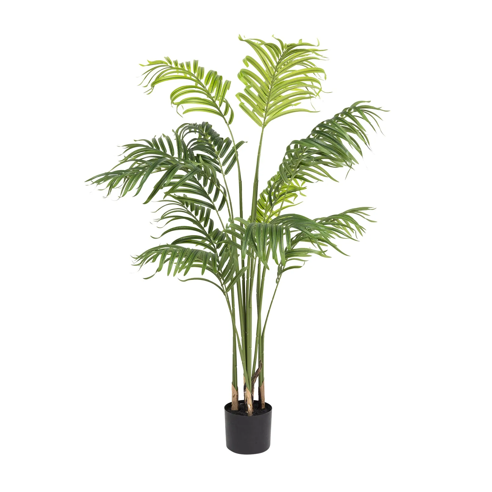 Kentia Palm - 140cm