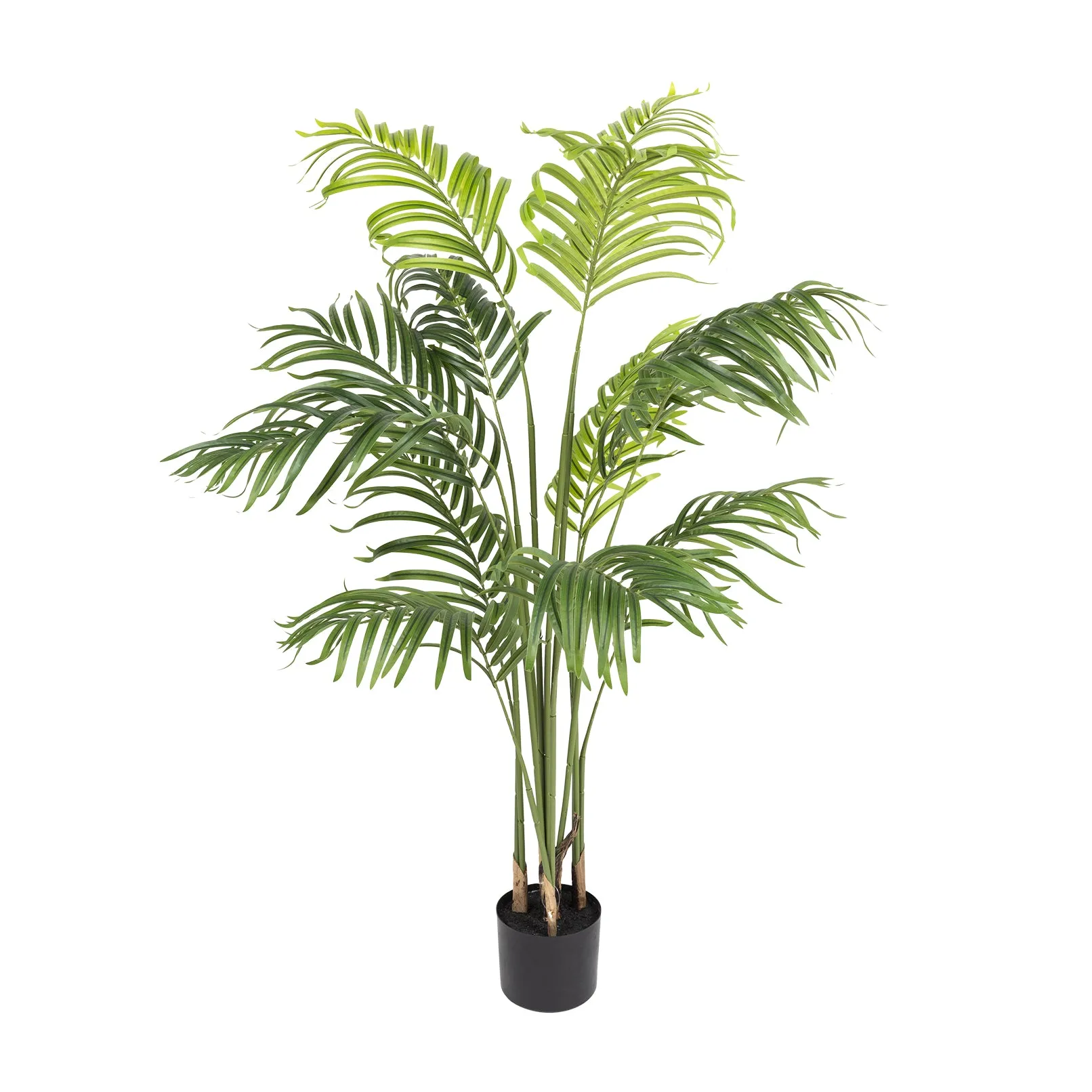 Kentia Palm - 140cm
