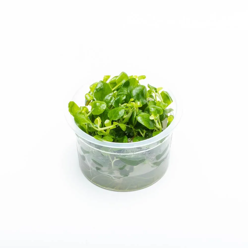 Lobelia Cardinalis Mini Tissue Culture