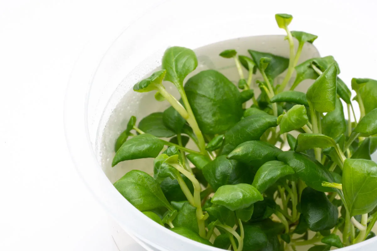 Lobelia Cardinalis Mini Tissue Culture