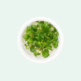 Lobelia Cardinalis Mini Tissue Culture