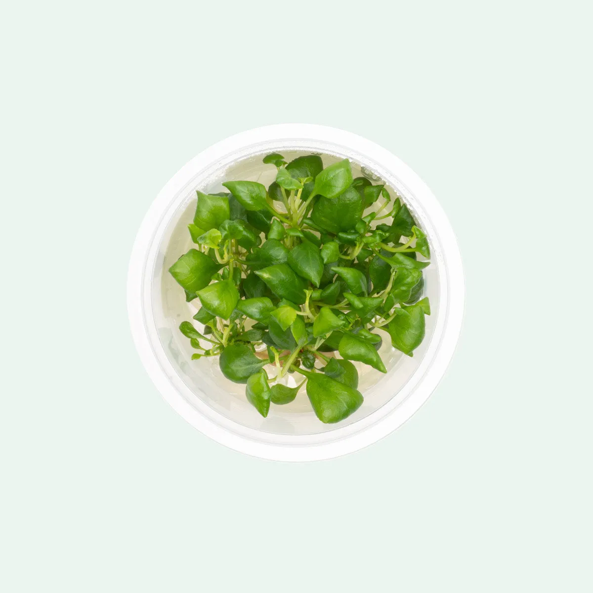 Lobelia Cardinalis Mini Tissue Culture
