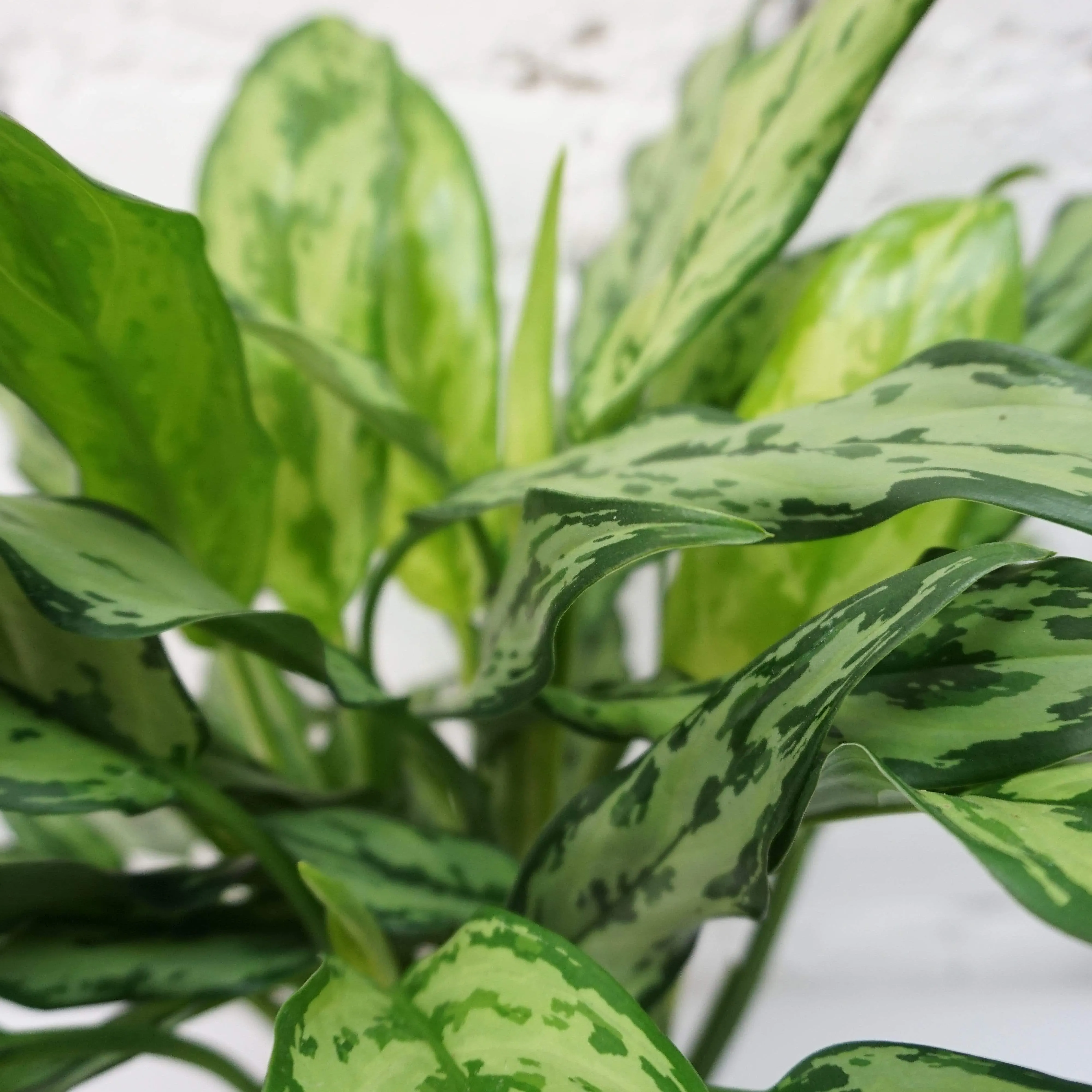 Medium Aglaonema 'cutlass'