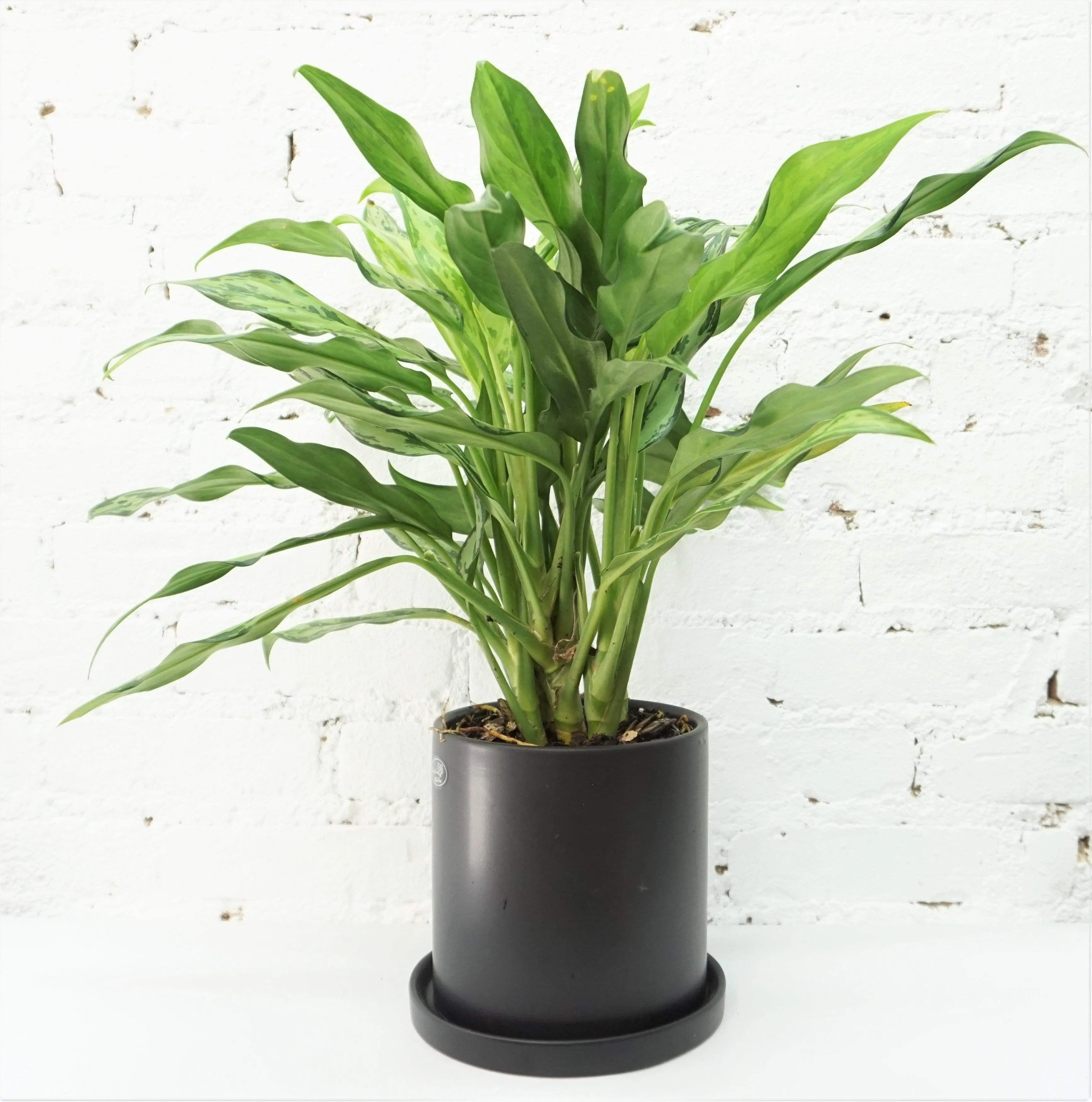 Medium Aglaonema 'cutlass'
