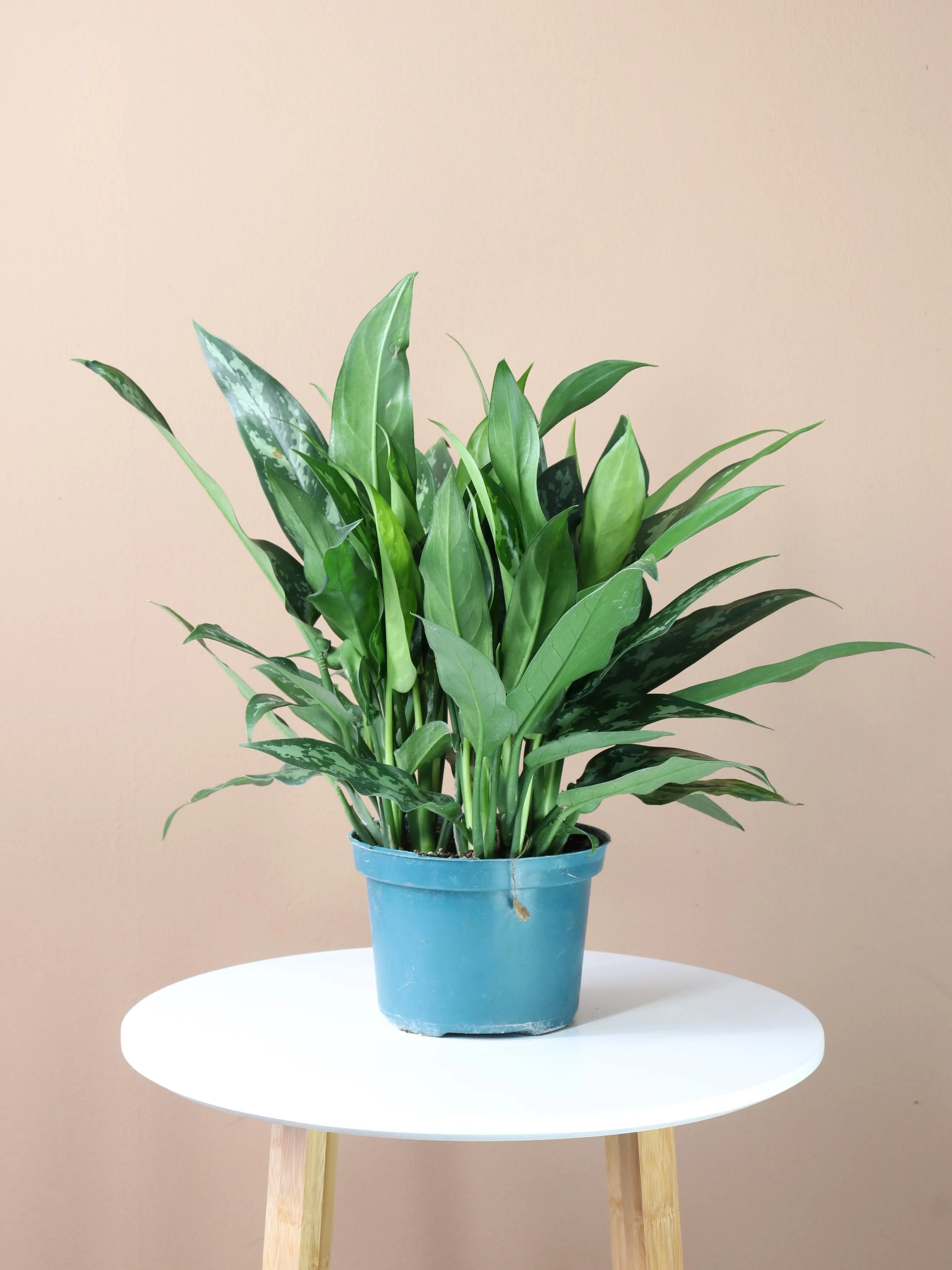 Medium Aglaonema 'cutlass'