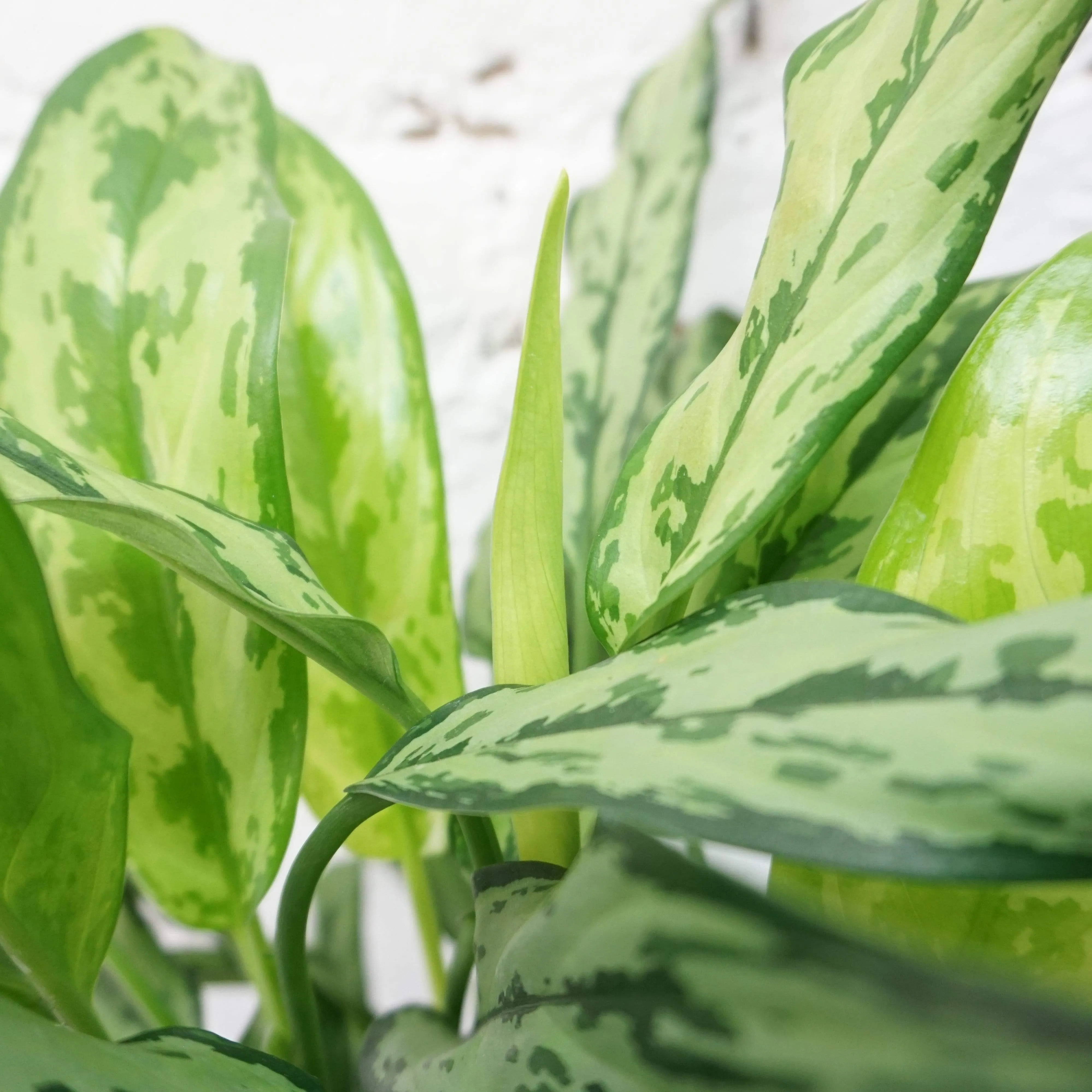 Medium Aglaonema 'cutlass'