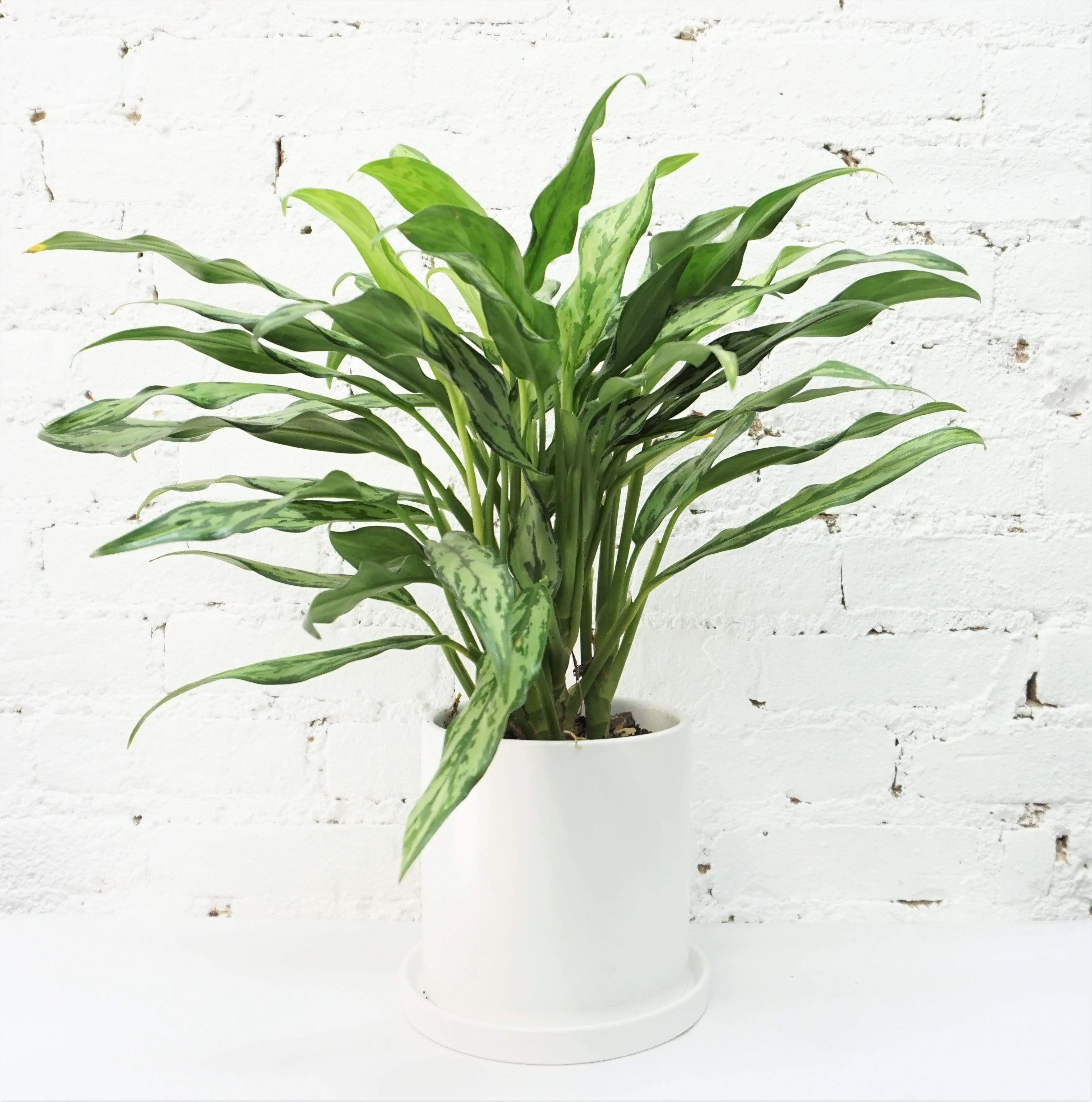 Medium Aglaonema 'cutlass'