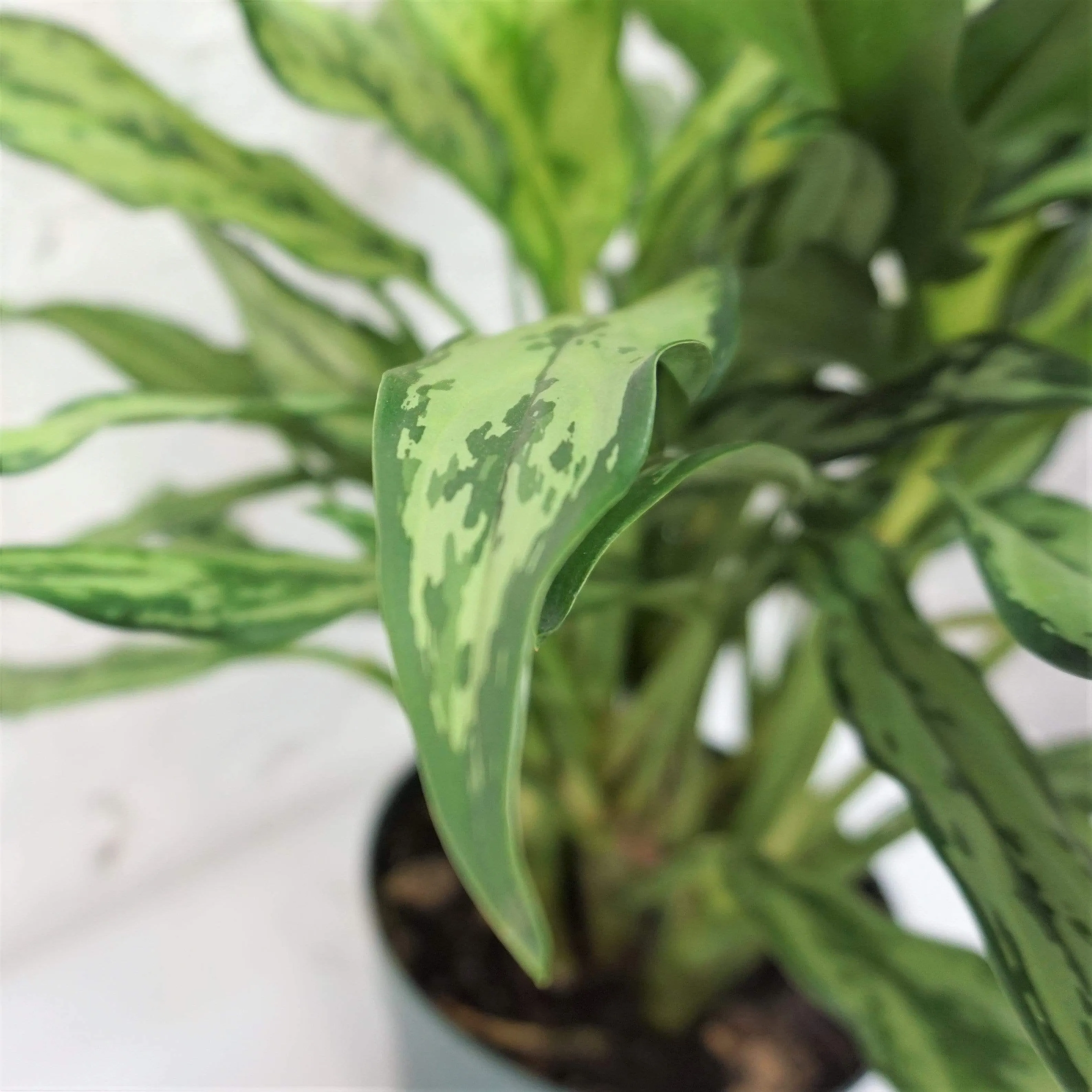 Medium Aglaonema 'cutlass'