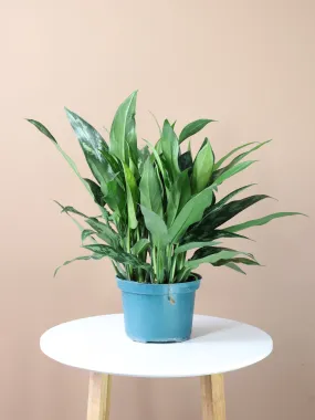 Medium Aglaonema 'cutlass'