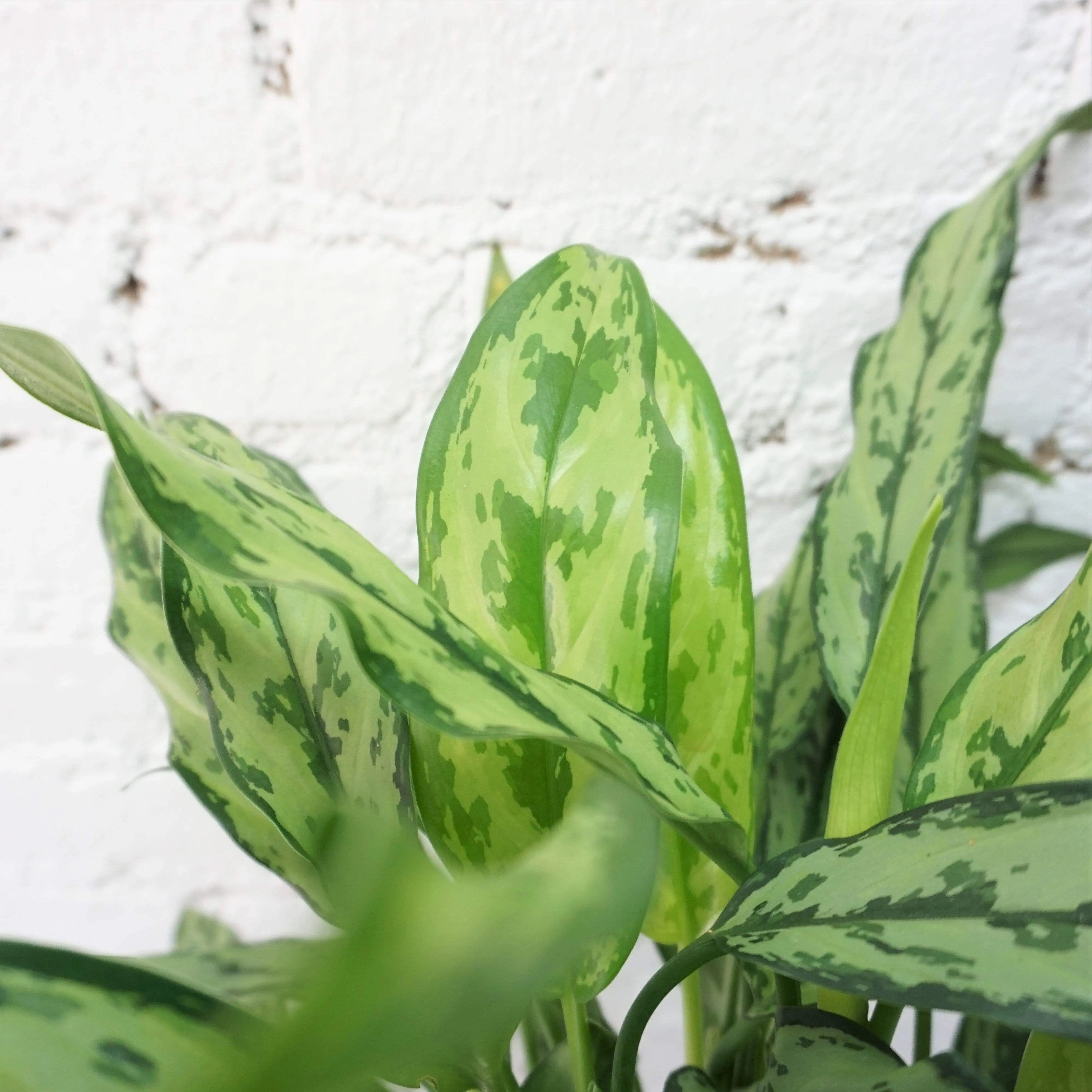 Medium Aglaonema 'cutlass'