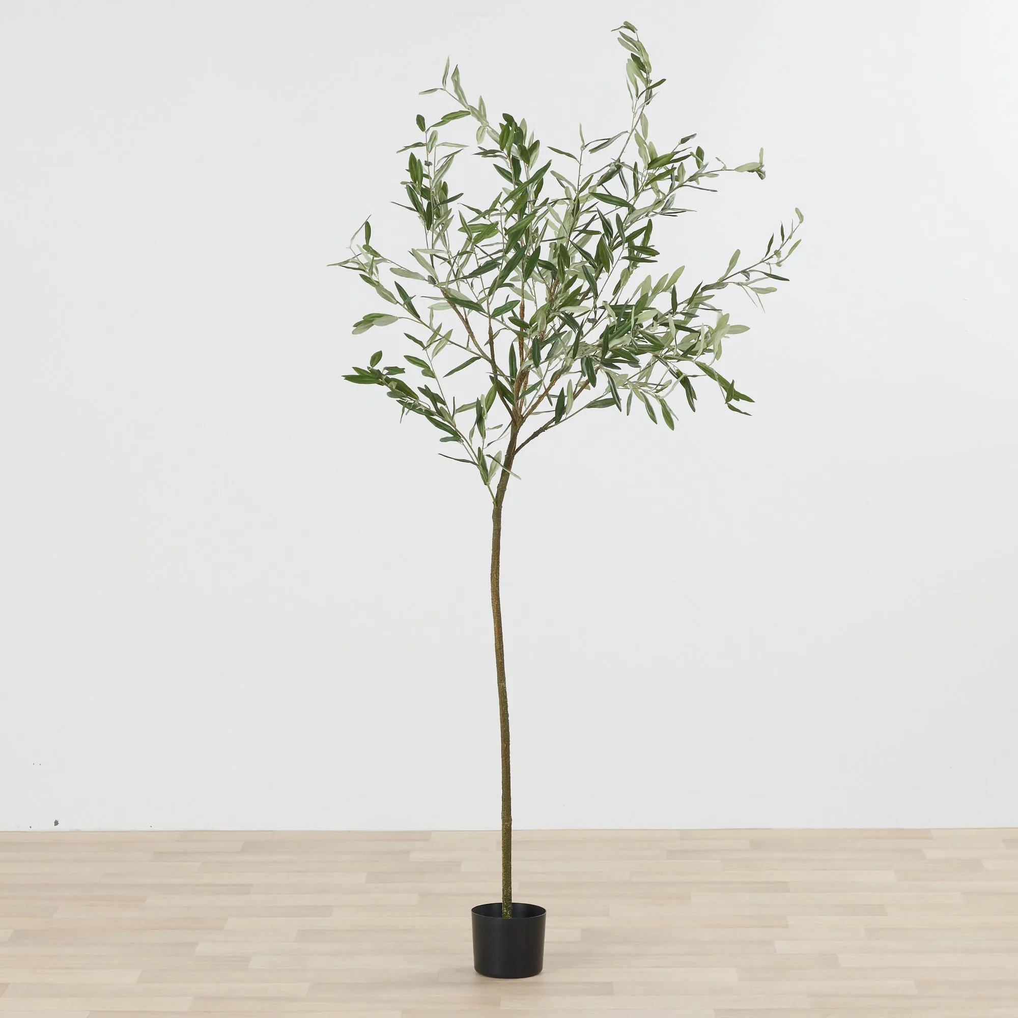 Olive Tree