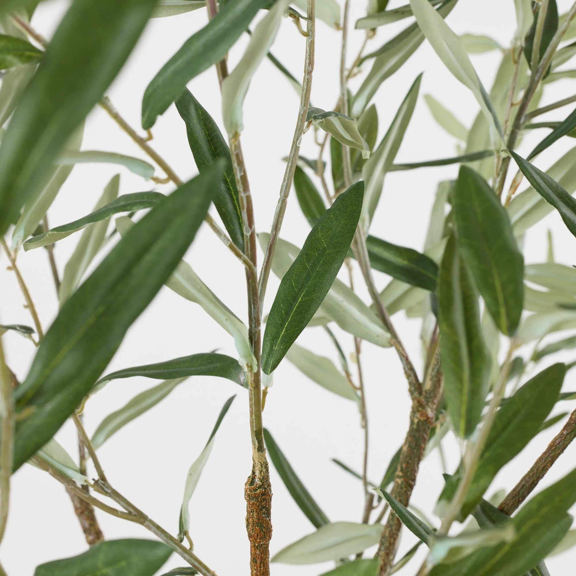 Olive Tree