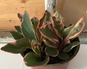 Peperomia: Ginny Tricolor 6"