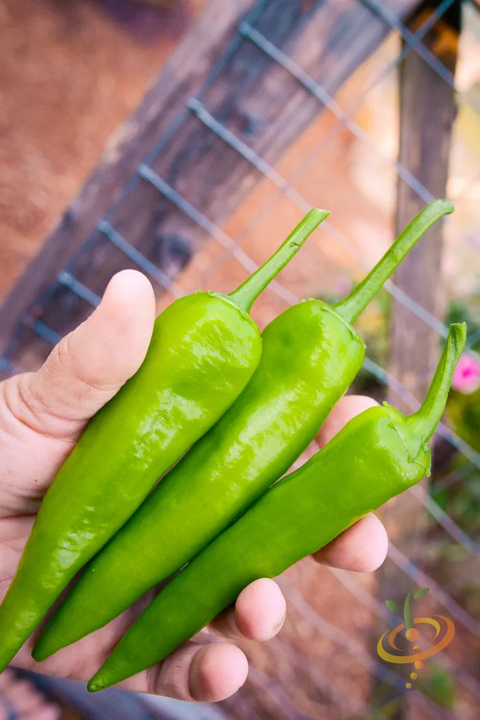 Pepper (Sweet) - Banana