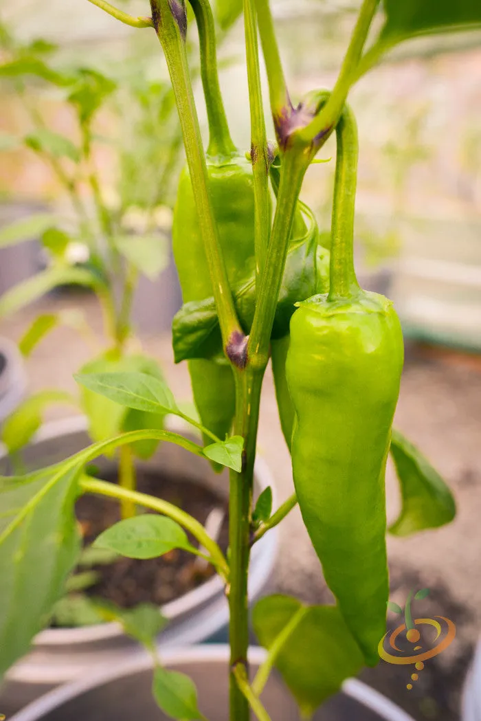 Pepper (Sweet) - Banana
