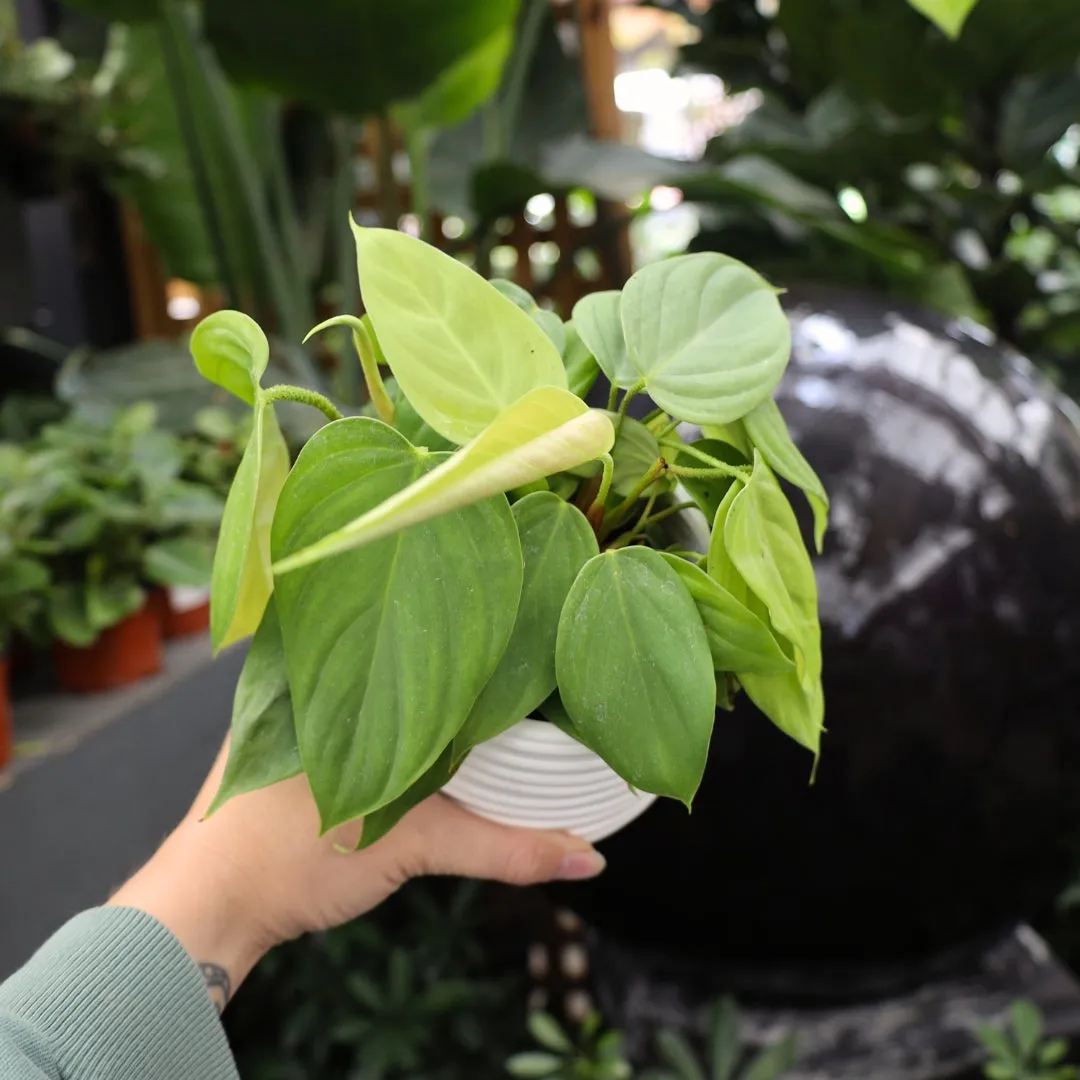 Philodendron Fuzzy Petiole