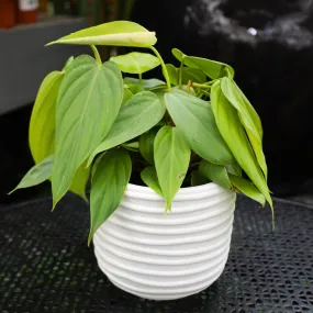 Philodendron Fuzzy Petiole