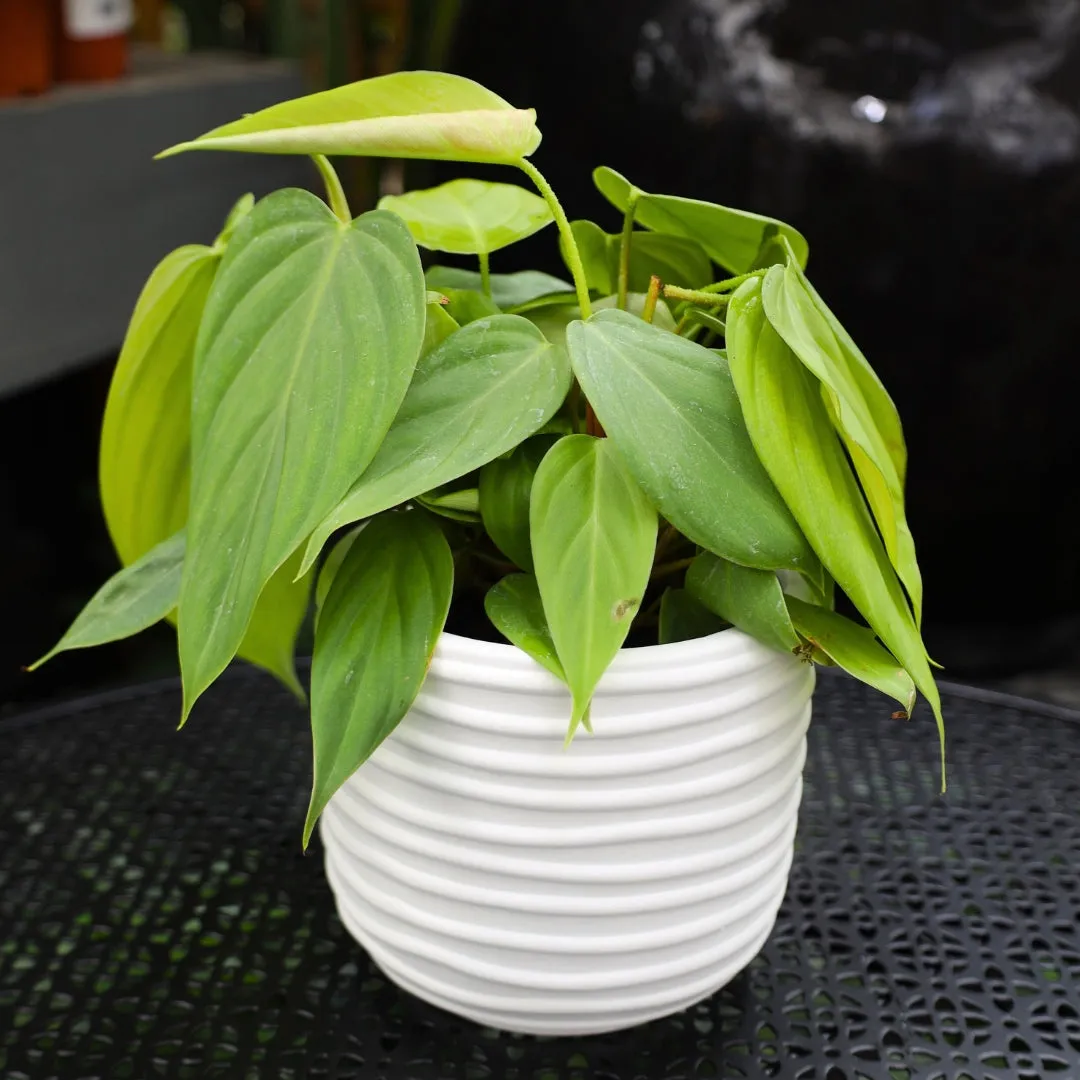 Philodendron Fuzzy Petiole