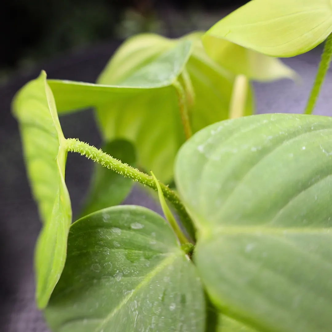 Philodendron Fuzzy Petiole