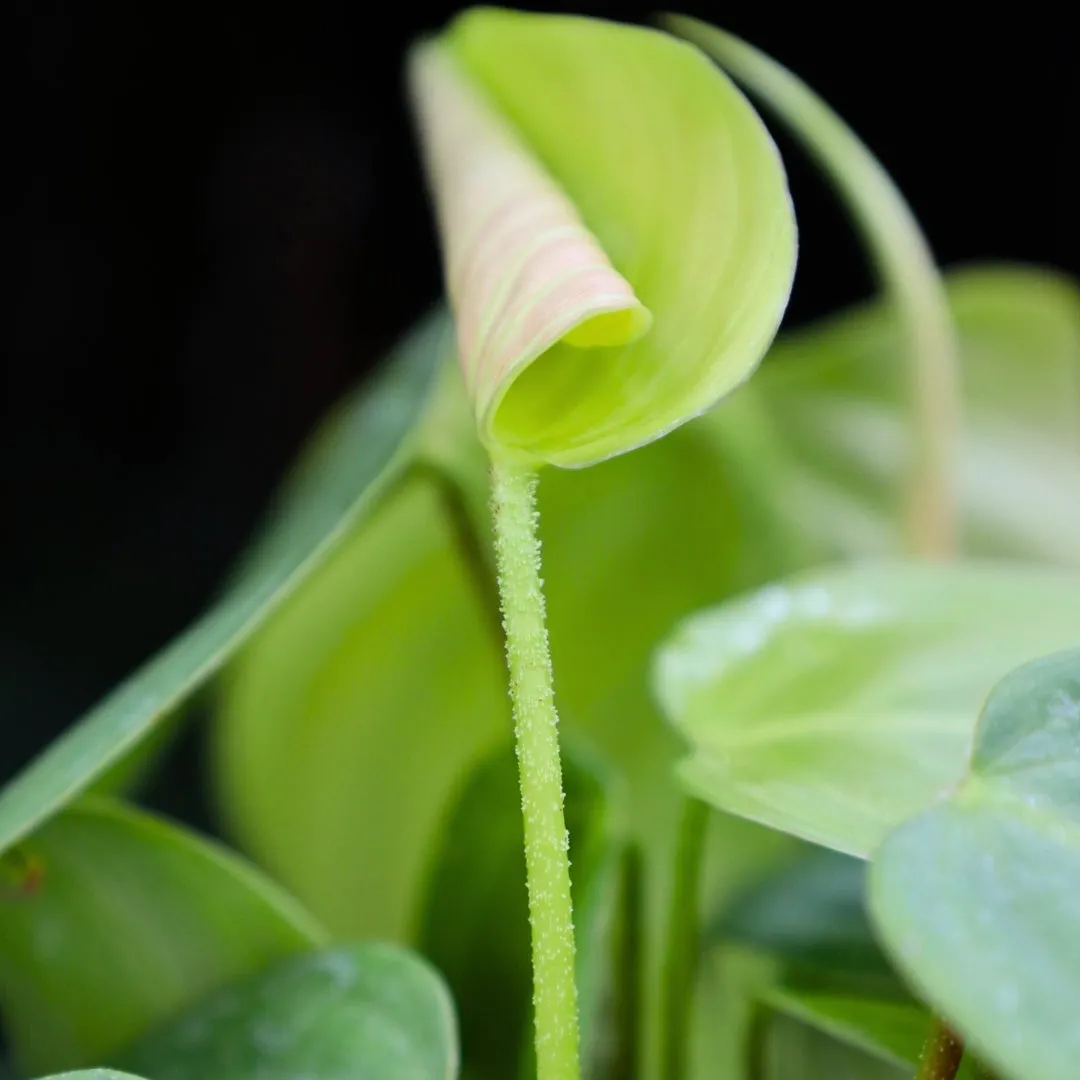 Philodendron Fuzzy Petiole