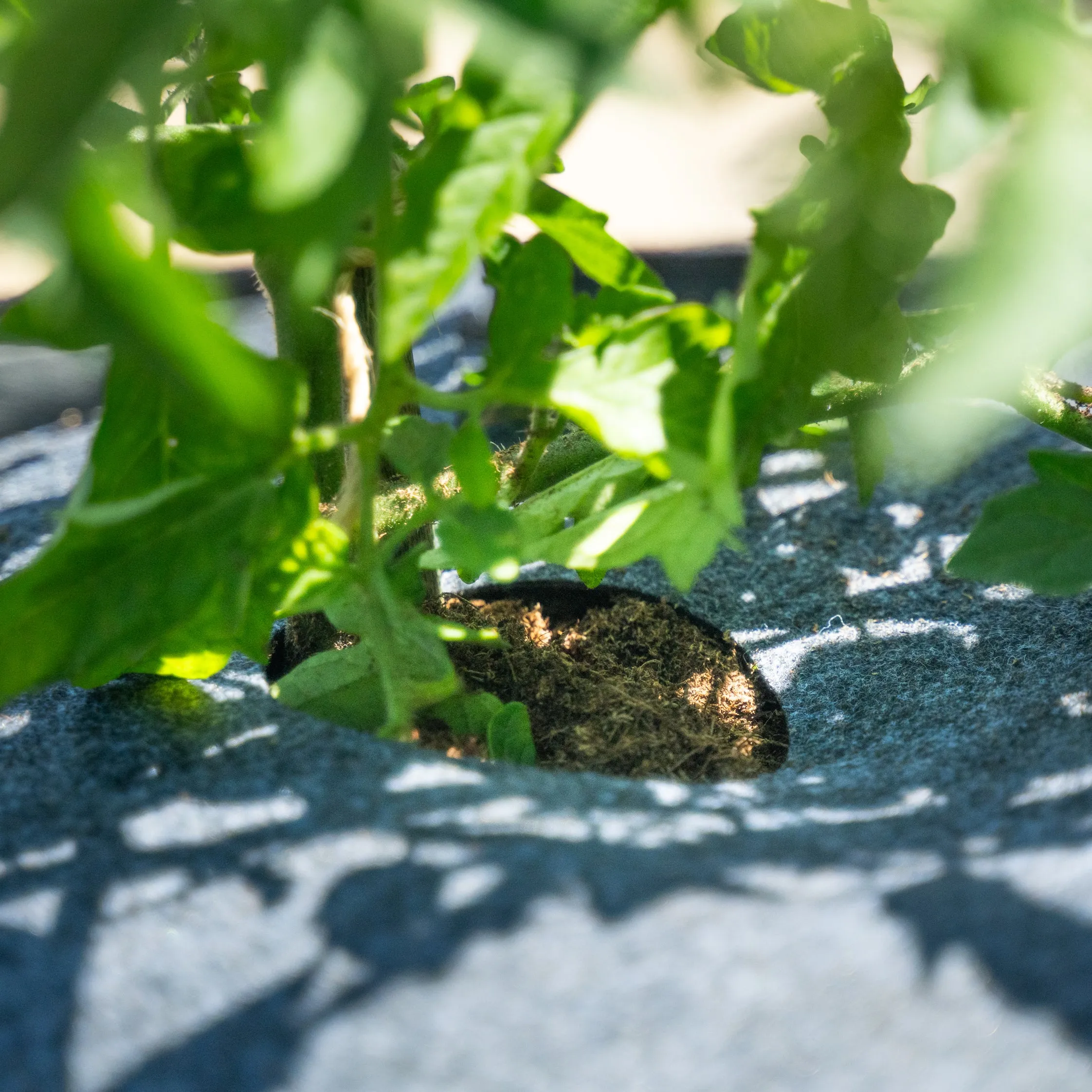 Plantable Fabric Covers