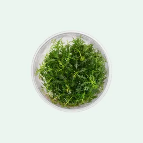 Proserpinaca Palustris