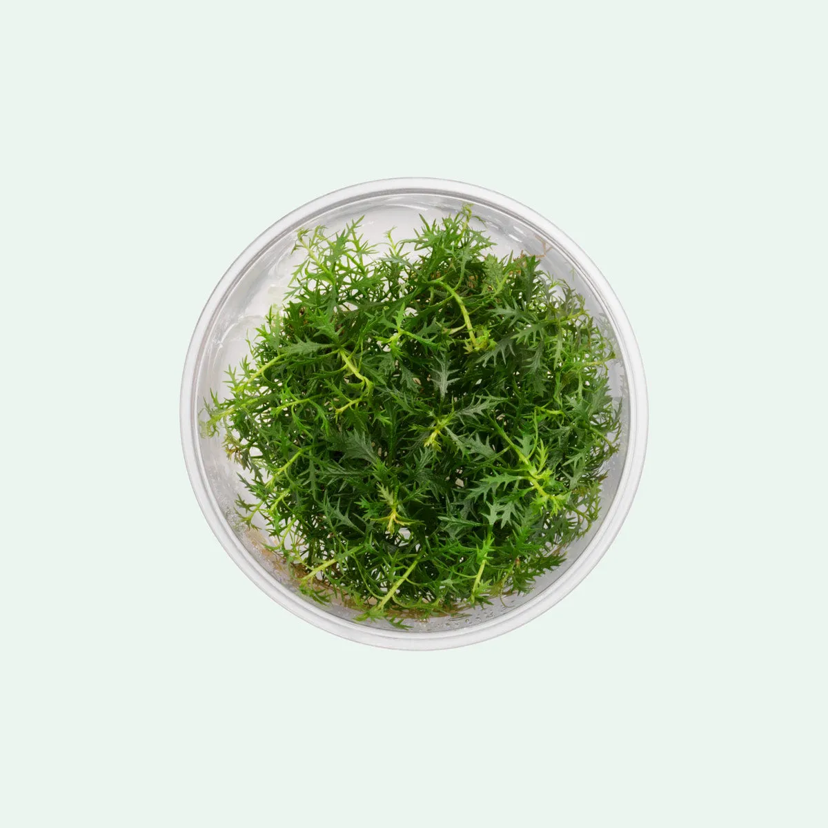 Proserpinaca Palustris