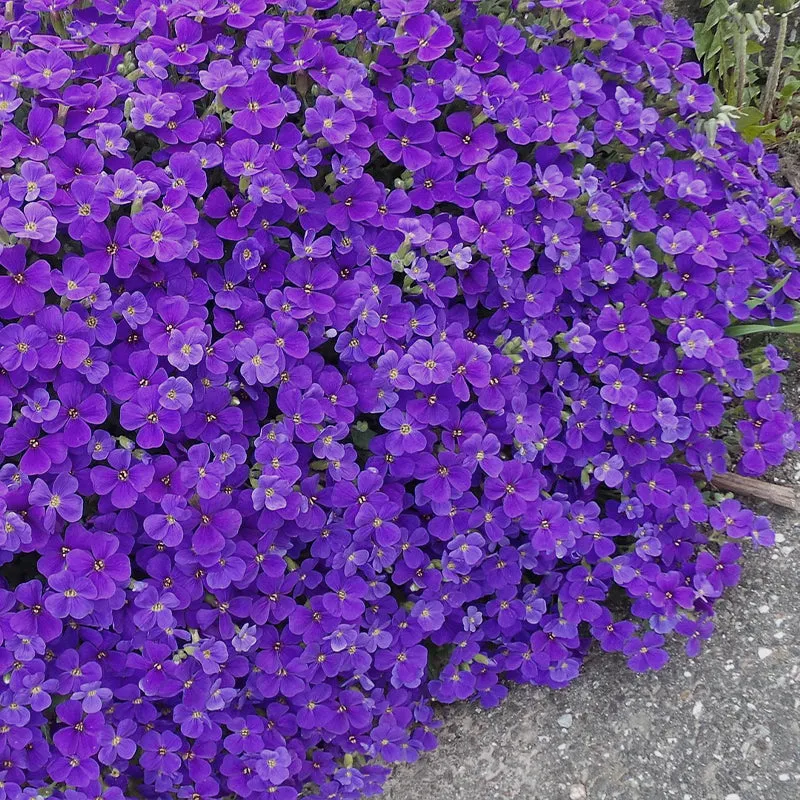Rock Cress Aubrieta Hybrida Whitewell Gem Ground Cover Purple 200 Seeds