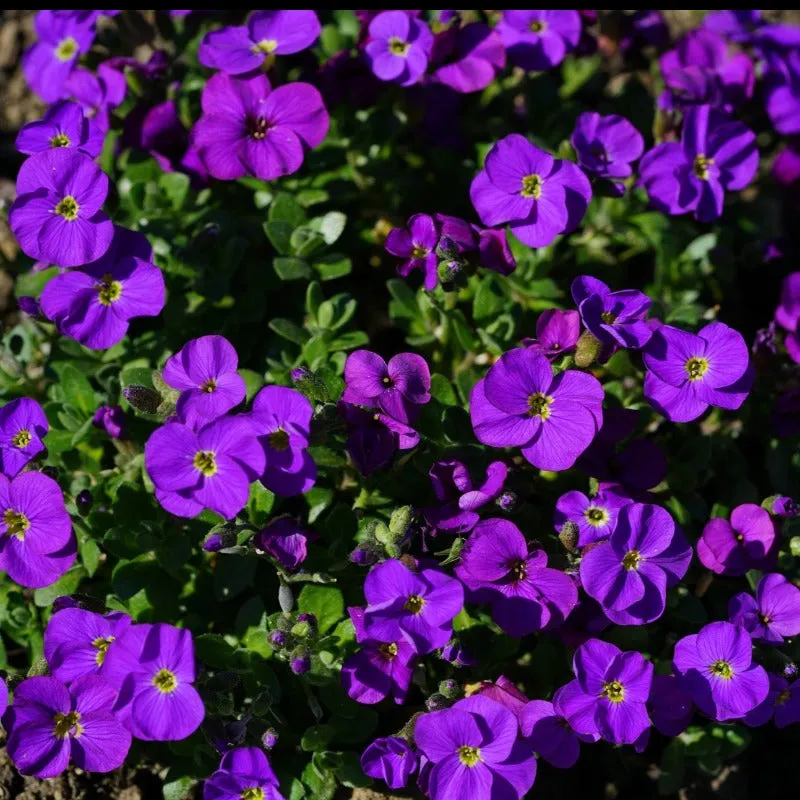 Rock Cress Aubrieta Hybrida Whitewell Gem Ground Cover Purple 200 Seeds
