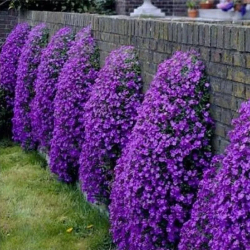 Rock Cress Aubrieta Hybrida Whitewell Gem Ground Cover Purple 200 Seeds