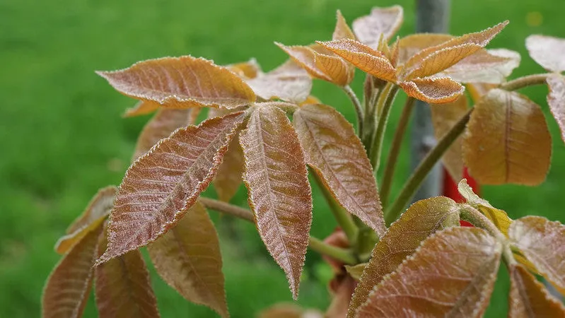 Shagbark Hickory (Carya ovata)
