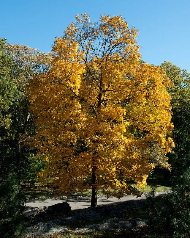 Shagbark Hickory (Carya ovata)