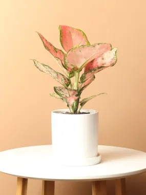Small Chinese Evergreen 'Wishes' (Aglaonema)
