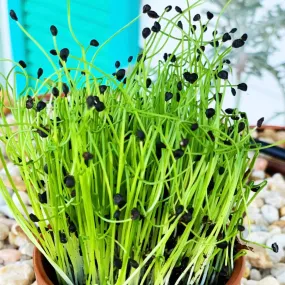 Sprouts/Microgreens - Onion