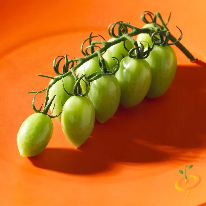 Tomato - Green Grape (Indeterminate)