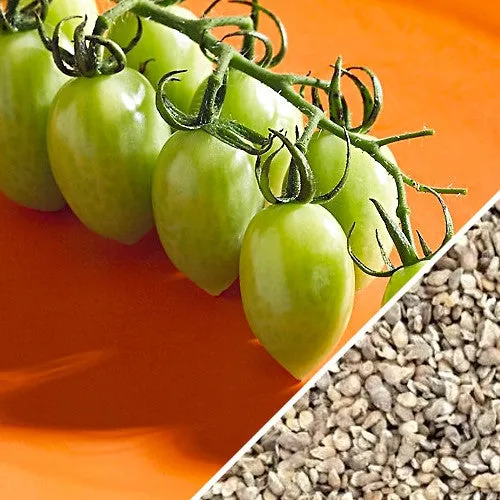 Tomato - Green Grape (Indeterminate)