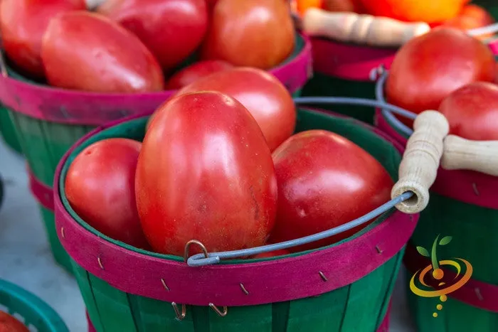 Tomato - Roma (Determinate)