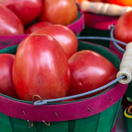 Tomato - Roma (Determinate)